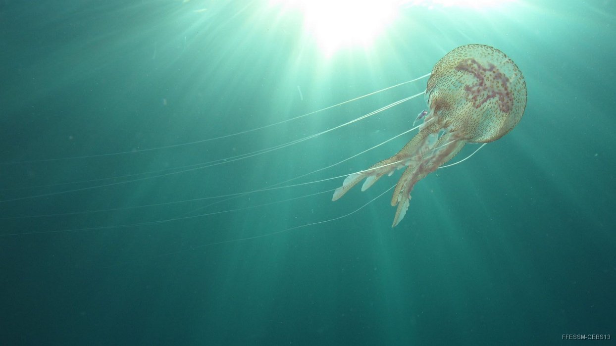 180 Pelagie (Palagia noctiluca).JPG - Pélagie (Pelagia noctiluca)